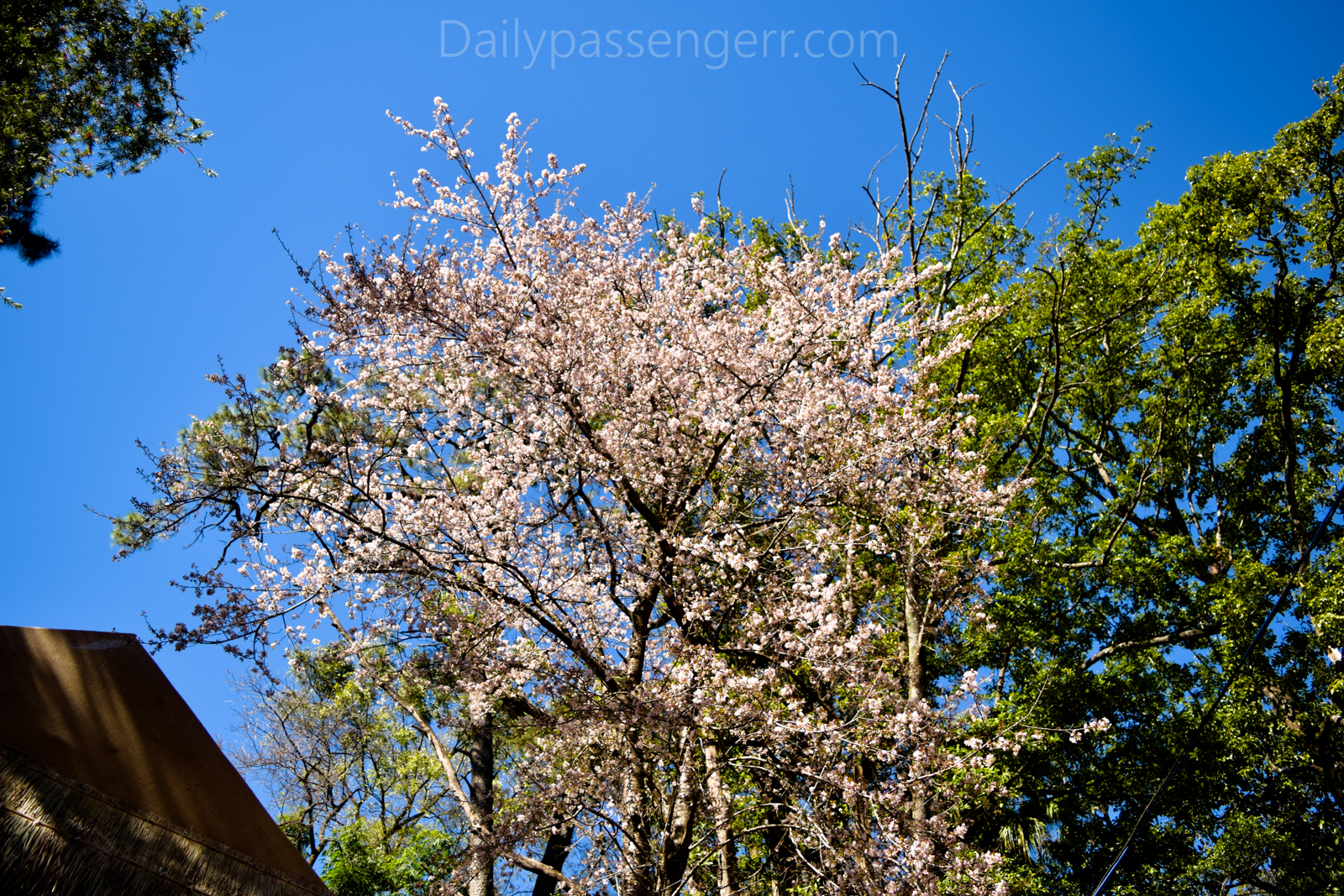 Cherry Blossom Shillong (9 of 18)